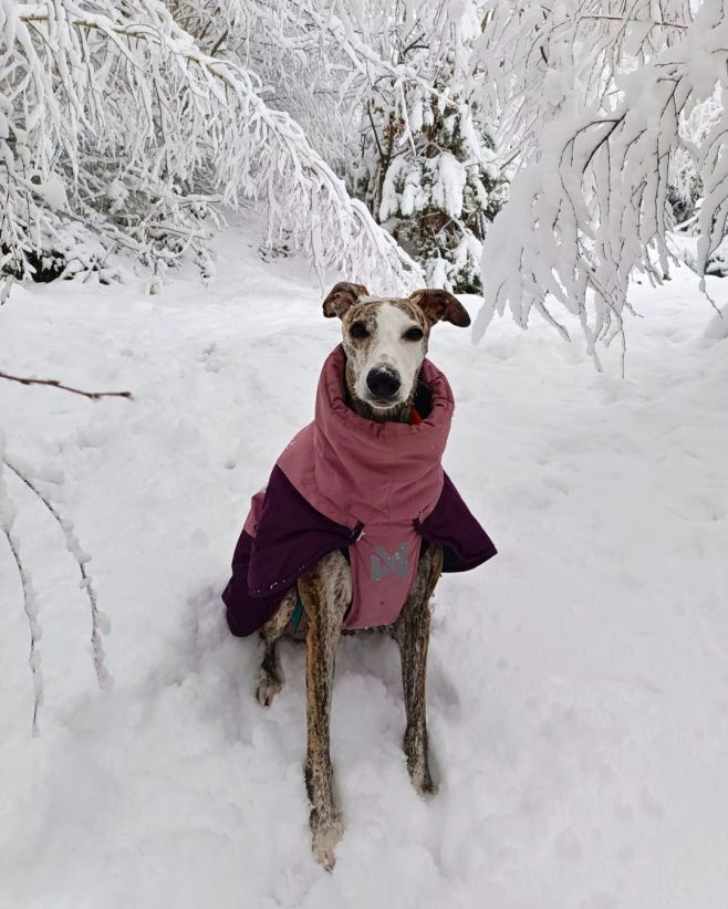 Hrátky ve sněhu, ale stále hezky v teple! ❄️🐾 Kyra sníh miluje – nejraději běhá na volno, aportuje míček a objevuje nová...