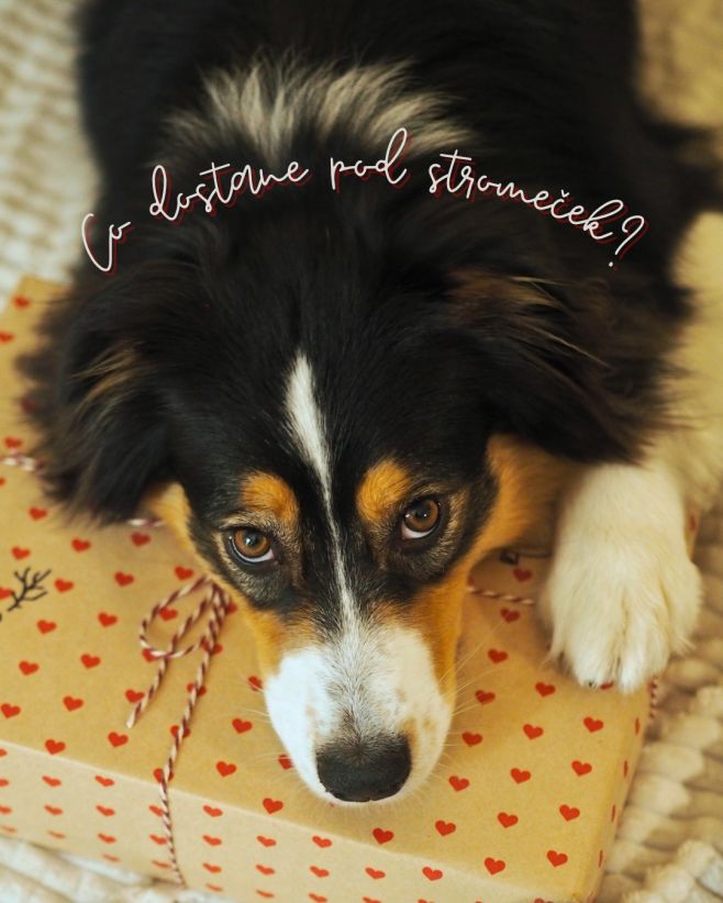 Už máte vybrané dárečky pro vašeho čtyřnohého miláčka? 🎁 Pošeptejte nám, co dostane ❤ A pokud nemáte, tak se nechte...